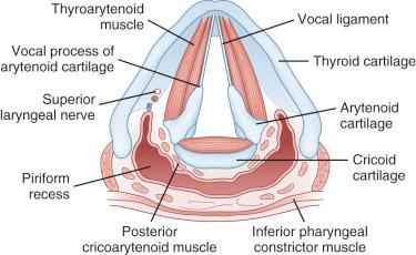 Fig. 14-4, Cross-section of larynx at level of vocal folds.