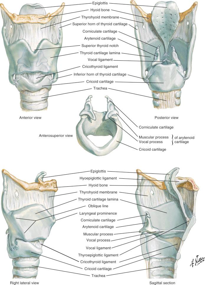 Fig. 14-6, Cartilage framework of the larynx.