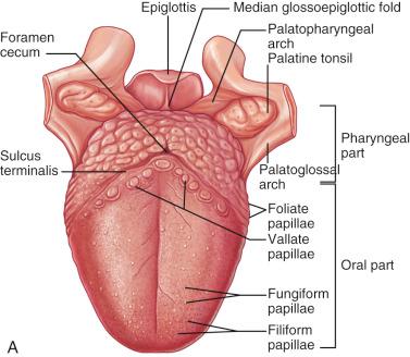 Fig. 4-2, The tongue.