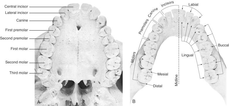 Fig. 4-3, Teeth.