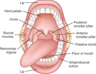 Fig. 4-1, Contents of the oral cavity.