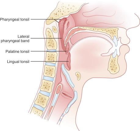 Fig. 8-2, Waldeyer tonsillar ring.