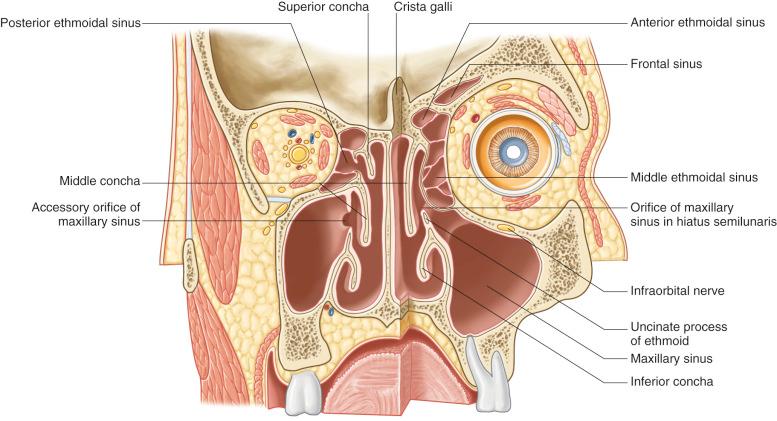 Fig. 1-1, A coronal section through the nasal cavity, viewed from the posterior aspect.