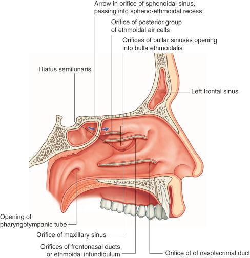 Fig. 1-2, Lateral wall of the nasal cavity.