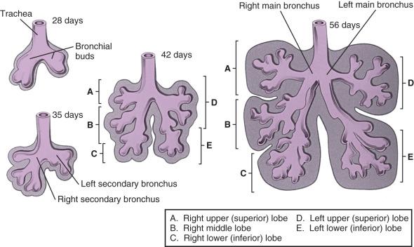 Figure 48.1, Progressive stages in the development of the bronchi and lungs.