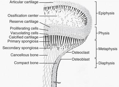 Figure 128.5, Functional components of the growing end of a tubular bone and their anatomic substrate.