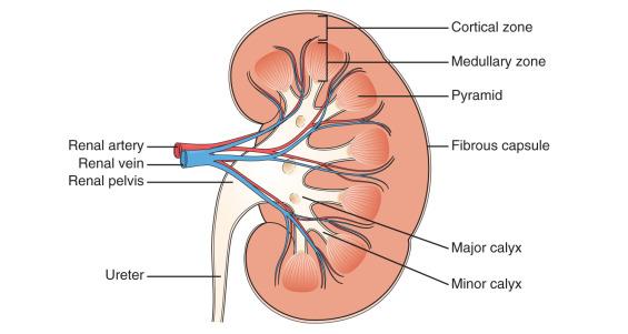 Figure 110.4, Macroscopic anatomy of the kidney in longitudinal section.