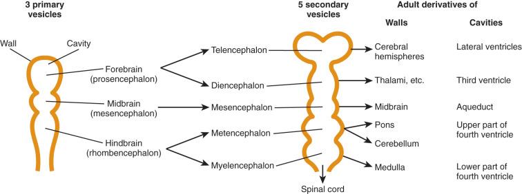 Figure 24.5, Ventral induction.