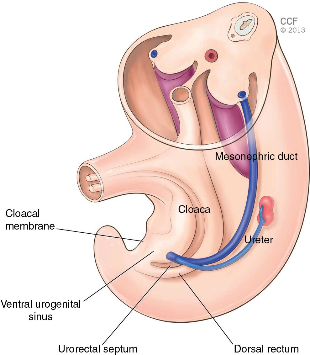 Fig. 2.1, Embryo approximately 32 days (8-mm crown–rump length) after fertilization. The urorectal septum is shown dividing the cloaca into a ventral urogenital sinus and dorsal rectum. Definitive ureter and mesonephric ducts share a common opening into partially divided cloaca. Note the ureter has induced formation of a kidney from metanephrogenic blastema.