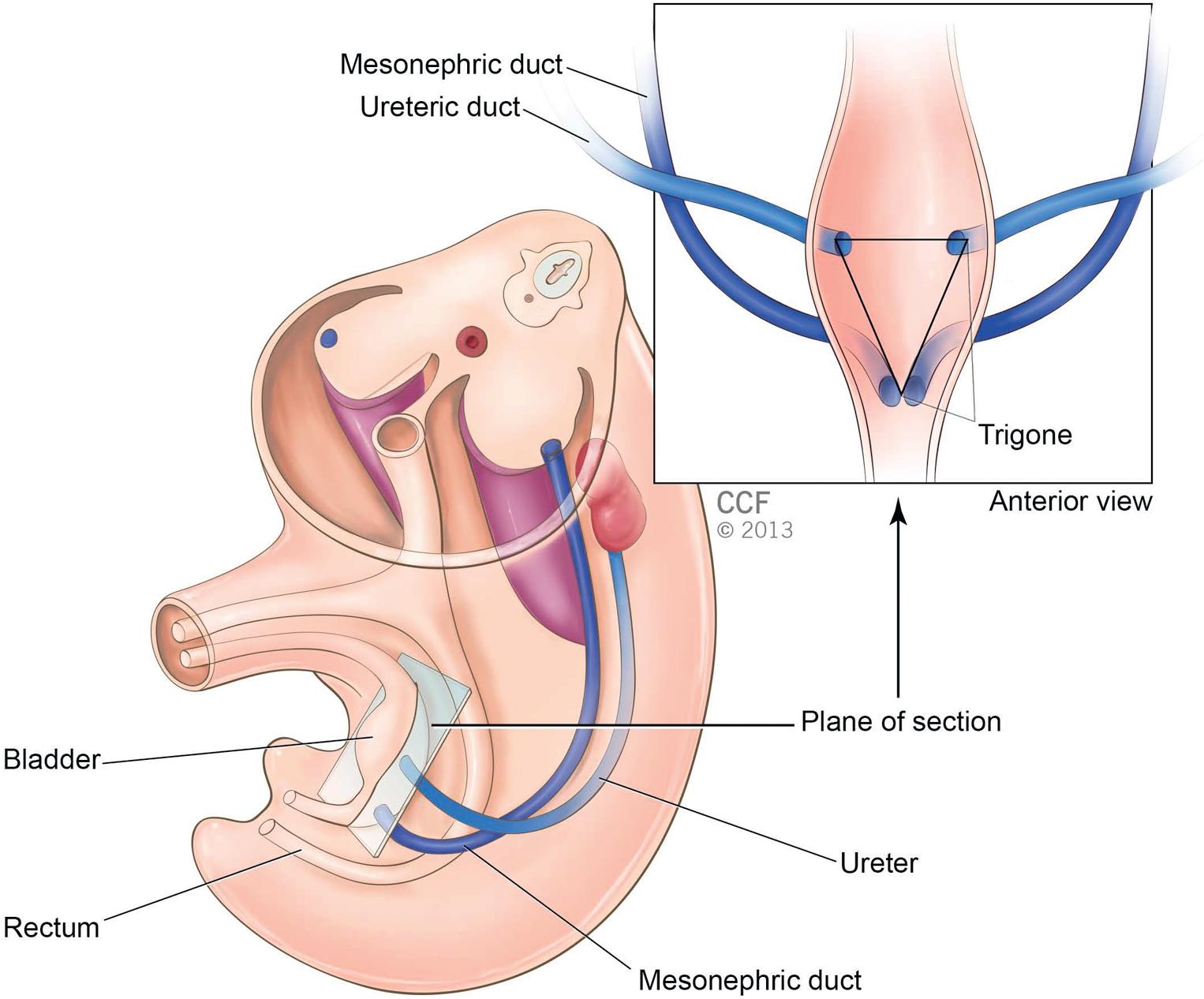 Fig. 2.2, By day 37 to 40, the kidney has continued to ascend and undergo medial rotation, and the mesonephric ducts and future ureter have separated. Also, the cloaca has been divided into ventral urogenital and dorsal alimentary parts. The inset demonstrates the urogenital sinus and associated ducts at approximately 40 days (17-mm crown–rump length) after fertilization. The trigone lies between the separate ureteric and mesonephric ducts.