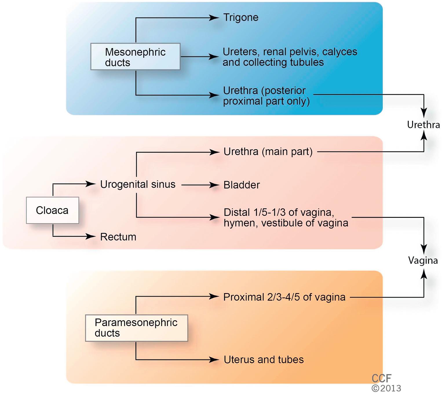 Fig. 2.3, Schematic representation of the embryologic contributions of various structures of the female urogenital system.