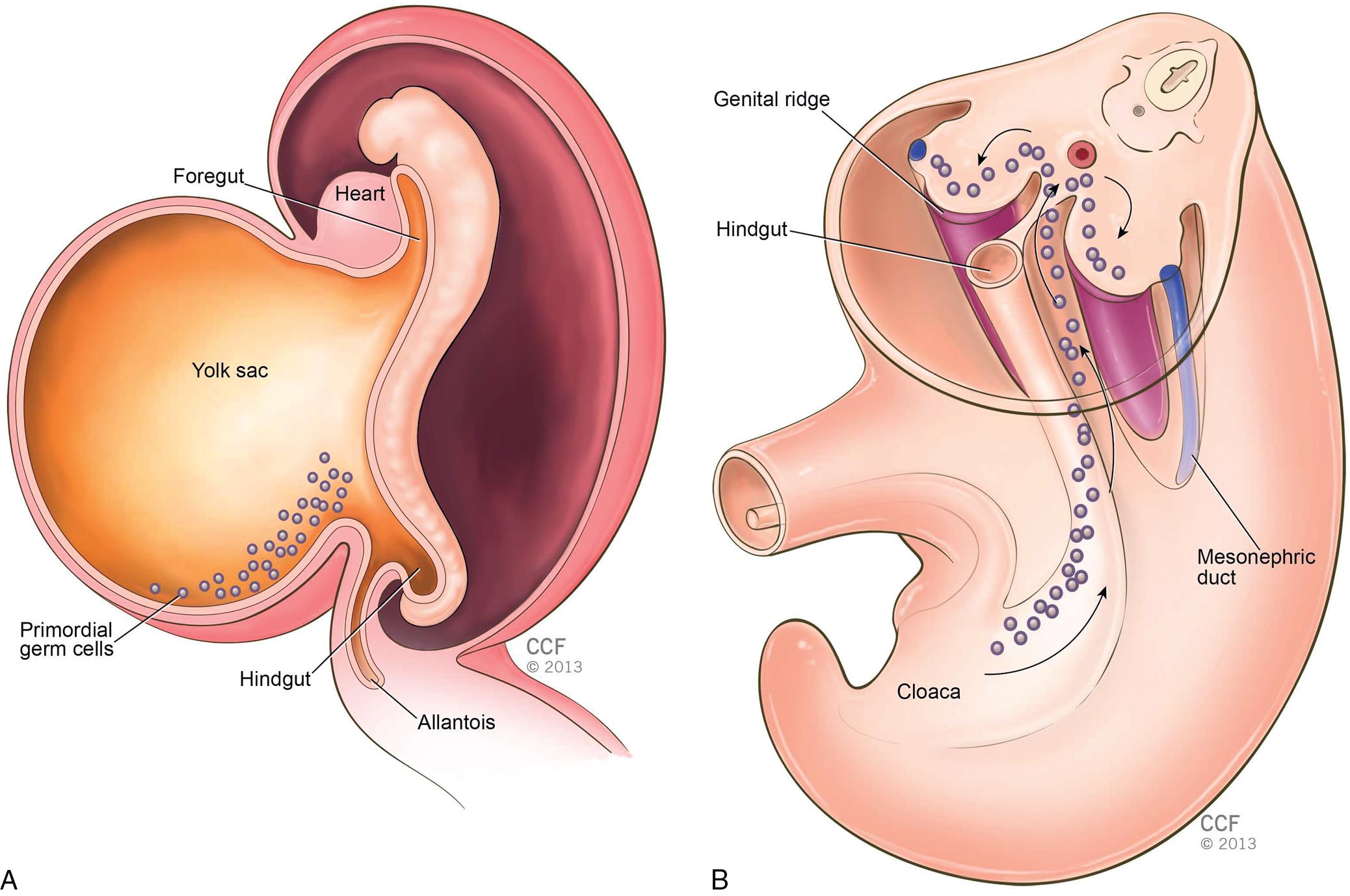 Fig. 2.4, A , A 3-week-old embryo showing the primordial germ cells in the wall of the yolk sac close to the attachment of the allantois. B , Migrational path of the primordial germ cells along the wall of the hindgut and the dorsal mesentery into the genital ridge. This takes place approximately 4 to 6 weeks after fertilization.