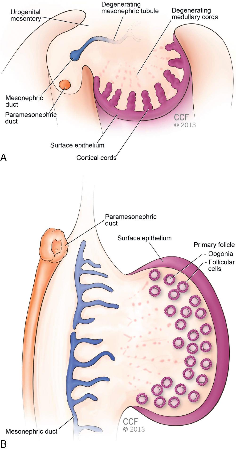 Fig. 2.5, A , Transverse section of the ovary at the seventh week showing degeneration of the primitive (medullary) sex cords and formation of the cortical cords. B , Ovary and genital ducts in the fifth month. Note degeneration of the medullary cords. The cortical zone of the ovary contains a group of oogonia surrounded by follicular cells.