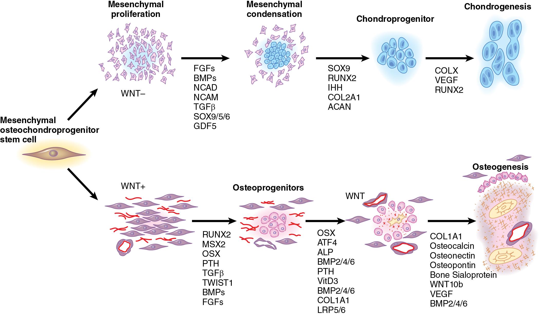 Fig. 15.2, Schematic overview of endochondral and intramembranous ossification genetic programs, including key factors that and markers of differentiation. ACAN, Aggrecan; ALP, alkaline phosphatase; ATF4, activating transcription factor 4; BMPs, bone morphogenetic family members; COL1A1, collagen type 1; COL2A1, collagen type 2; COLX, collagen type 10; FGFs, fibroblast growth factors; GDF5, growth differentiation factor 5; IHH, Indian hedgehog; LRP5/6, low density lipoprotein receptor-related protein 5 and 6; MSX2, muscle segment homeobox 2; NCAD, neural cadherin (CDH2); NCAM, neural cellular adhesion molecule; OSX, osterix; PTH, parathyroid hormone; RUNX2, runt related transcription factor 2; SOX, SRY-Box related factors; TGF β , transforming growth factor beta; TWIST1, twist transcription factor 1; VEGF, vascular endothelial growth factor; VitD 3 , vitamin D; WNT and WNT10b, wingless signaling family members.