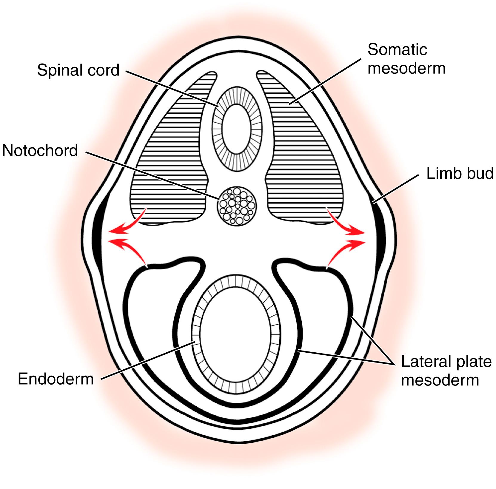 Fig. 35.1, Axial view of an embryo. The lateral plate mesoderm forms the bone, cartilage, and tendon, and the somatic mesoderm forms the muscle, nerve, and vascular elements of the limb.