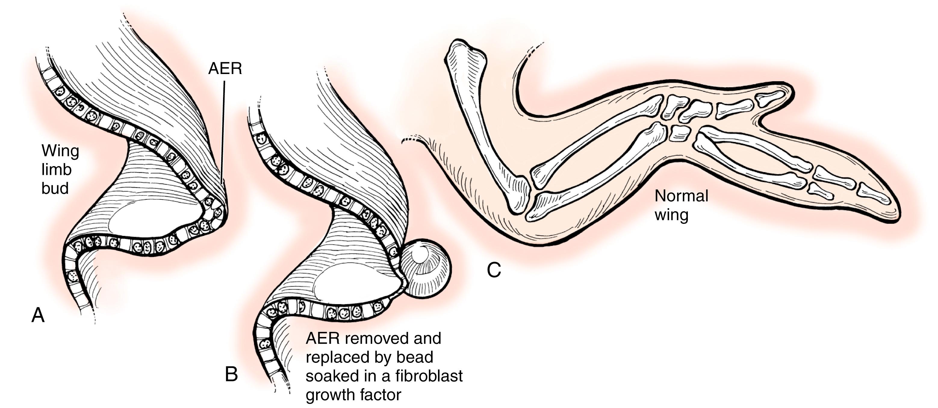 Fig. 35.7, The secreted proteins within the AER are fibroblast growth factors. Removal of the AER can be overcome by application of fibroblast growth factors that preserves limb growth.