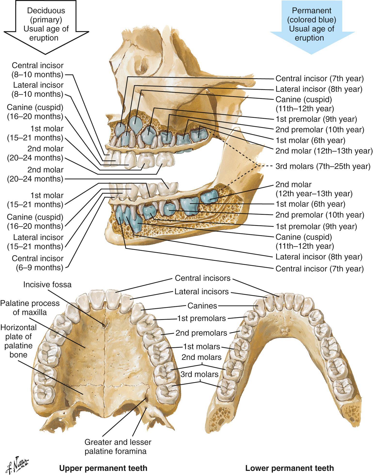 Figure 64.1, Anatomy of the teeth, primary and permanent. Note : an avulsed primary tooth need not be reimplanted if it is lost traumatically.