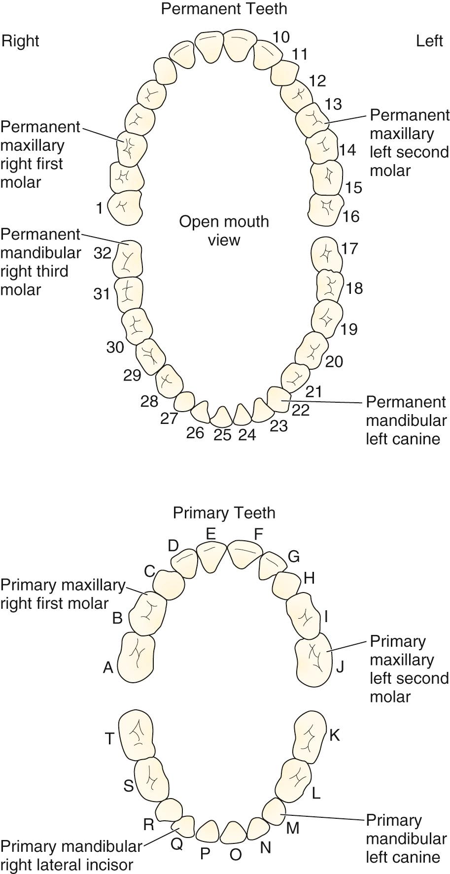 Figure 64.2, Identification of teeth, adult and child. Each tooth has a number assigned to it. By 14 years of age, all primary teeth should normally be lost. Do not reimplant an avulsed primary tooth; rather, refer to a dentist to prevent future misalignment of the permanent teeth.