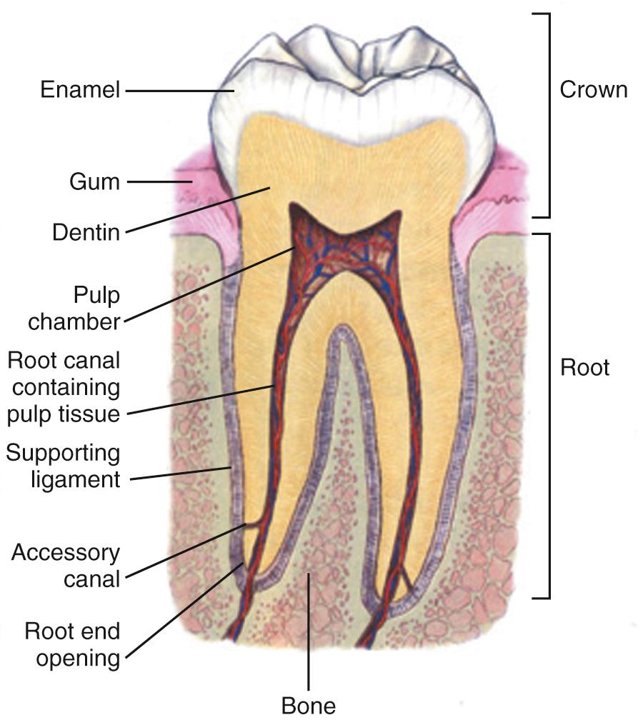 Figure 64.3, The dental anatomic unit.