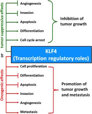 Figure 16.1, Dual roles of the transcription factor KLF4 for oncogenic effects or tumor suppressive effects depending on the tumor types and the contexts.