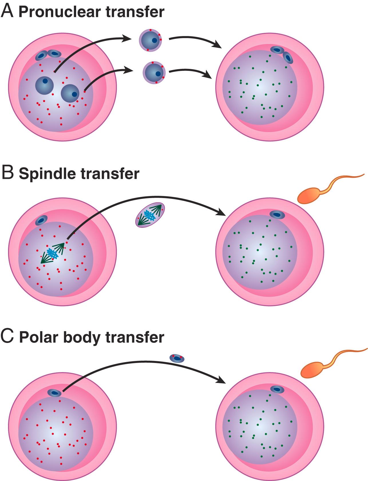 Emerging Technologies Interventions in the Human Germ Line Mitochondrial Replacement