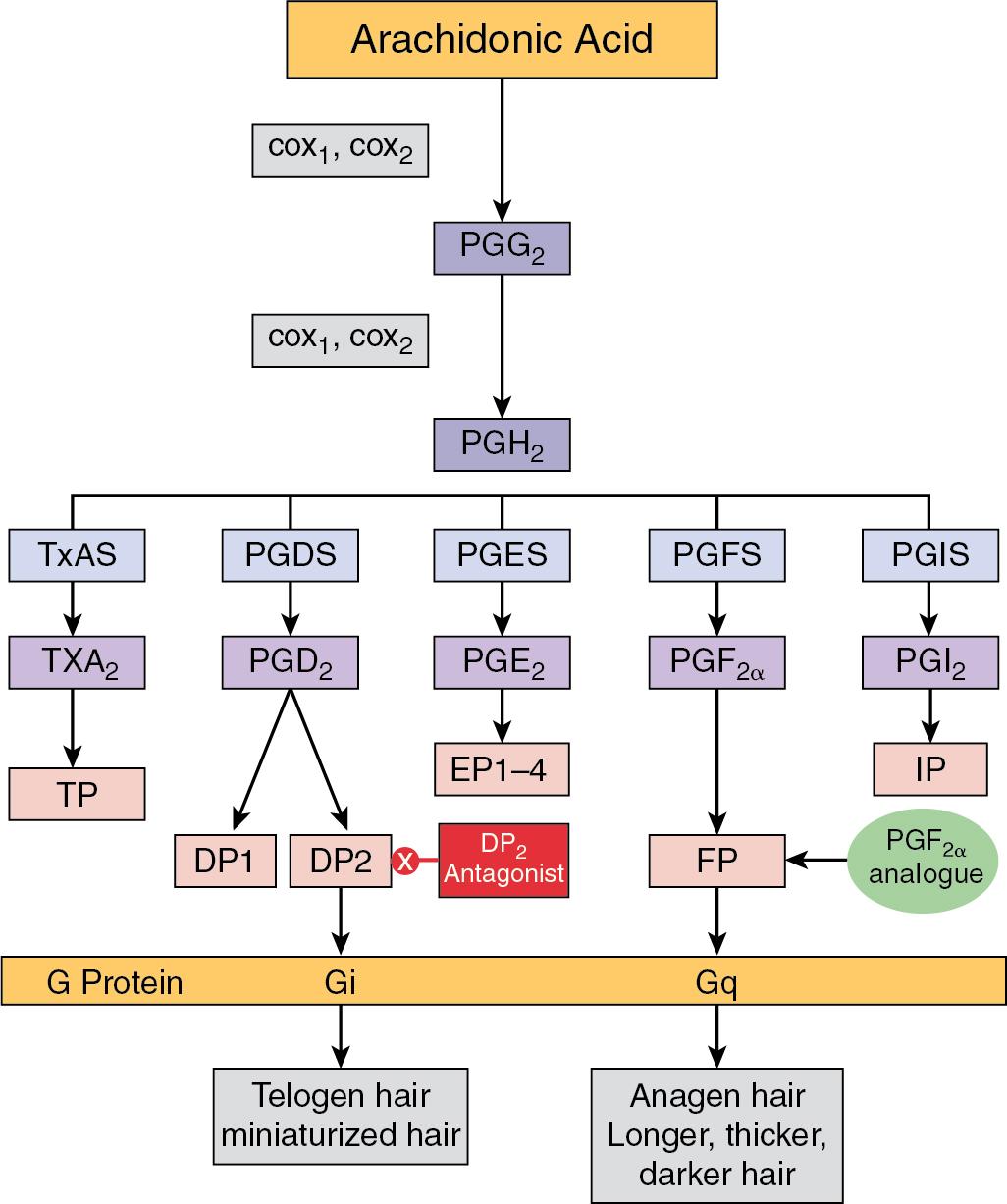Fig. 16.2, Hair growth mechanistic pathways of prostaglandins and their associated therapies.