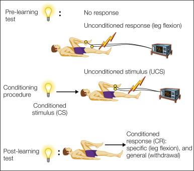 Figure 17-4, Pavlovian conditioning.