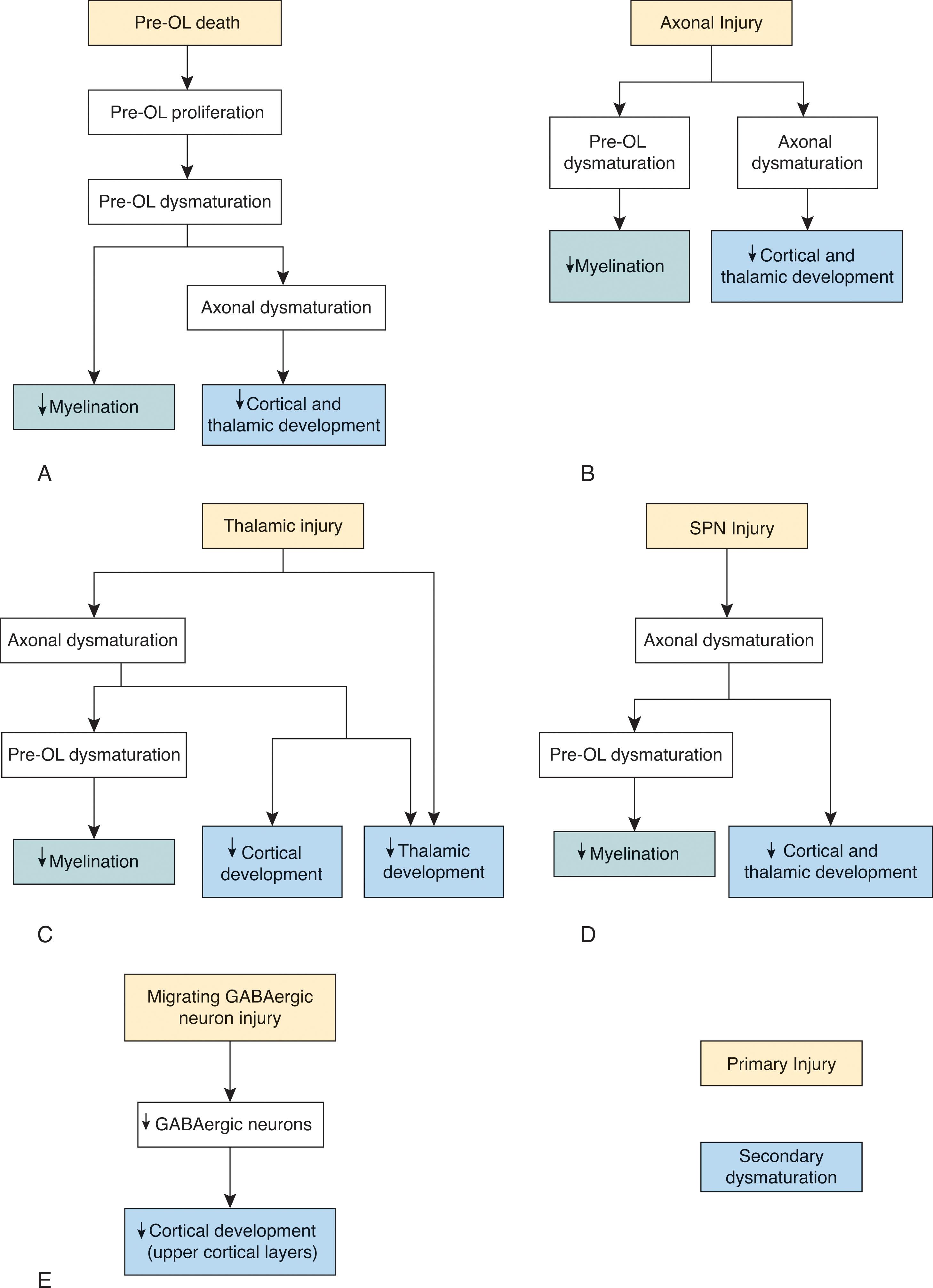 Fig. 20.4, Mechanisms of dysmaturation.