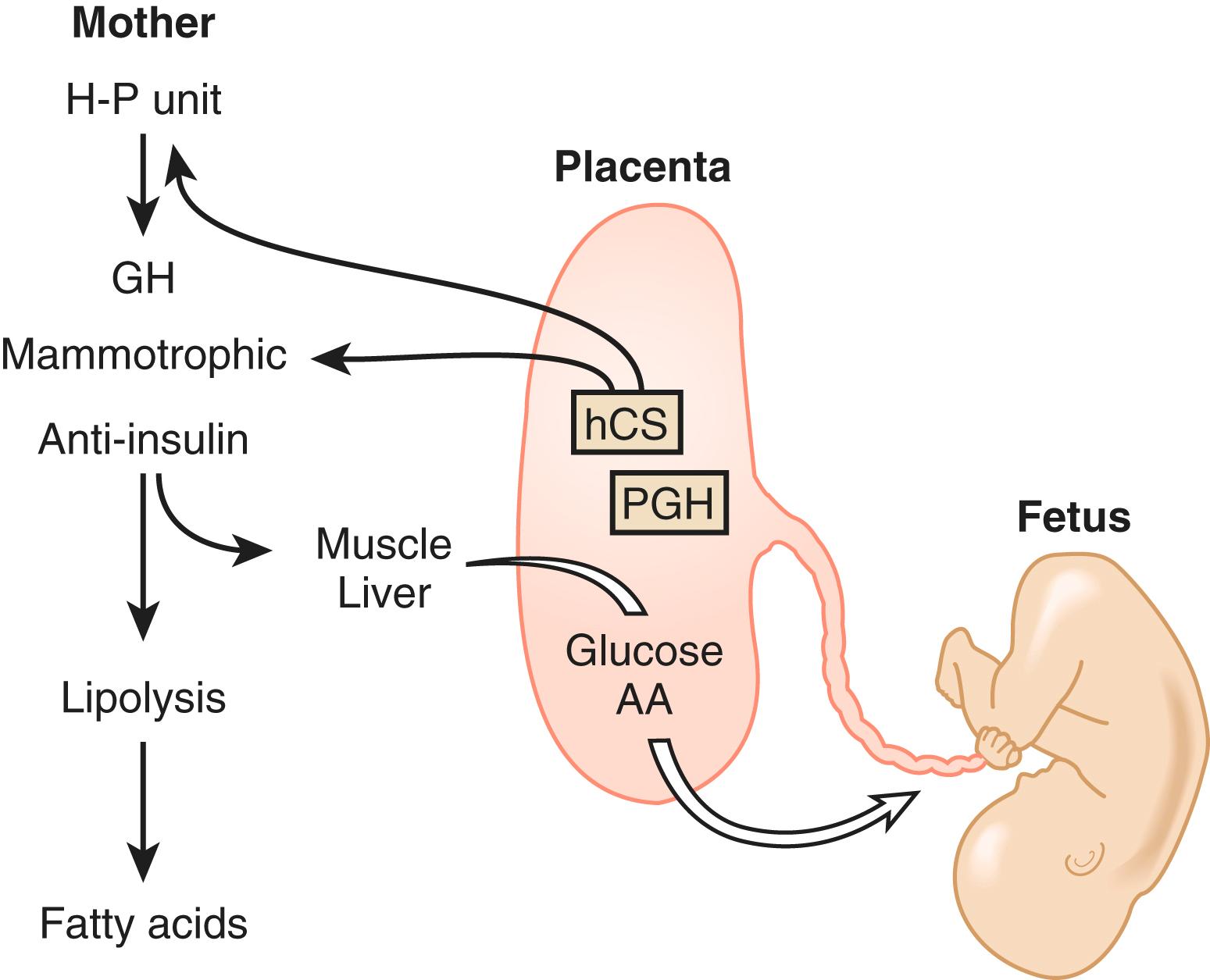 Fig. 29.7, Effect of pregnancy on maternal carbohydrate metabolism.