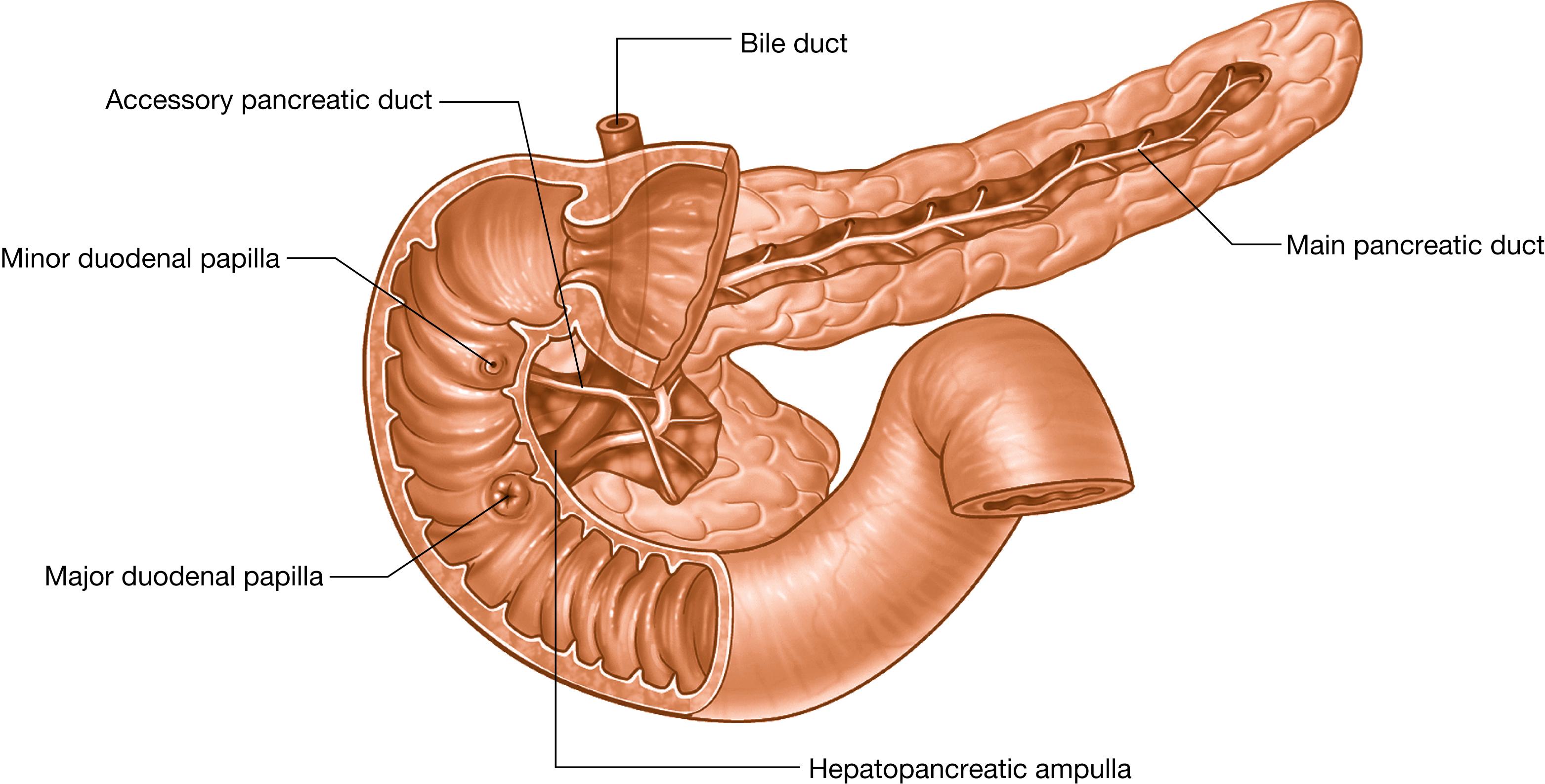 Fig. 2.7, Anatomy of the common bile duct, pancreas, pancreatic duct, and duodenum. The gallbladder (not shown) stores and concentrates bile from the liver. Contraction of the gallbladder and relaxation of the sphincter of Oddi (surrounds the hepatopancreatic ampulla) allows bile to flow down the common bile duct into the duodenum. Pancreatic enzymes and bicarbonate reach the duodenum via larger and larger ducts that eventually form the main pancreatic duct. This duct joins the common bile duct just before it reaches the duodenum, to form the hepatopancreatic ampulla. The termini of the secretory units are the pancreatic acini, which secrete enzymes. The ductal epithelium secretes a bicarbonate-rich fluid. Note that the ductal epithelium of the common bile duct also secretes a bicarbonate-rich fluid.