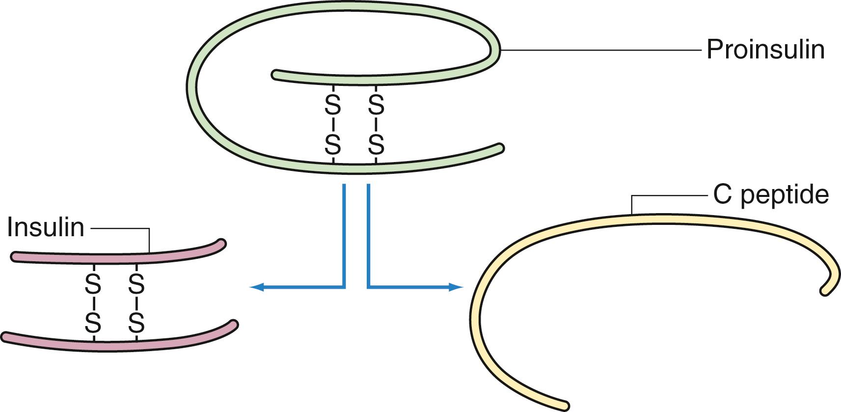 Fig. 39.2, Diagram of insulin synthesis. Proinsulin, synthesized by the endoplasmic reticulum, is packaged within secretory granules of the beta cell, where it is cleaved to insulin and C-peptide. Equimolar amounts of insulin and C-peptide are secreted into the bloodstream.