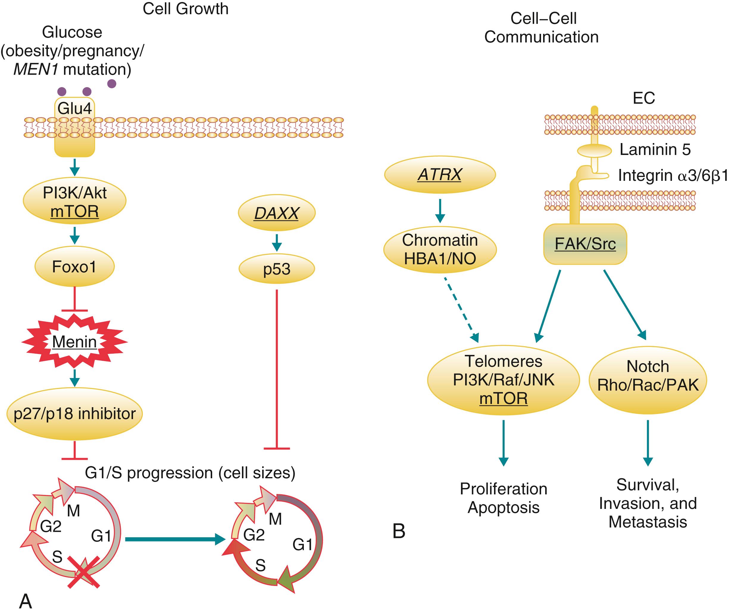 Fig. 39.3, Common genetic mutations and impacted signal transduction pathways in pancreatic neuroendocrine tumors (PNETs). (A) Cell growth. MEN1 mutations decrease Menin-regulated p27/p18 expression, which abrogates the glucose sensor. DAXX mutations decrease p53 levels, diminishing the checkpoint for cellular/DNA damages. Both MEN1 and DAXX mutations promote cell cycle progression from the G1 to S phase, regardless of glucose levels and damage. (B) Cell–cell communications. Endocrine cells, such as beta or alpha cells, relay on the endothelium to provide extracellular matrix, which disables the attachment requirement needed for cancer cells to invade and migrate. ATRX mutation-modulated chromatin modification may play a role in the abnormal activation of FAK/Src and mTOR pathways in PNET. Underlines indicate the mutated genes or activated protein.(With permission from Zhang J, Francois R, Iyer R, et al. Current understanding of the molecular biology of pancreatic neuroendocrine tumors. J Natl Cancer Inst . 2013;105:1005–1017, p 1008.) EC , Endothelial cell; FAK , focal adhesion kinase; HBA1 , hemoglobin-α; JNK , c-Jun N-terminal kinase; MEN1 , multiple endocrine neoplasia type 1; mTOR , mammalian target of rapamycin; NO , nitric oxide; PAK , p21-activated kinase; PI3K/Akt, phosphoinositide-3-kinase/protein kinase B.