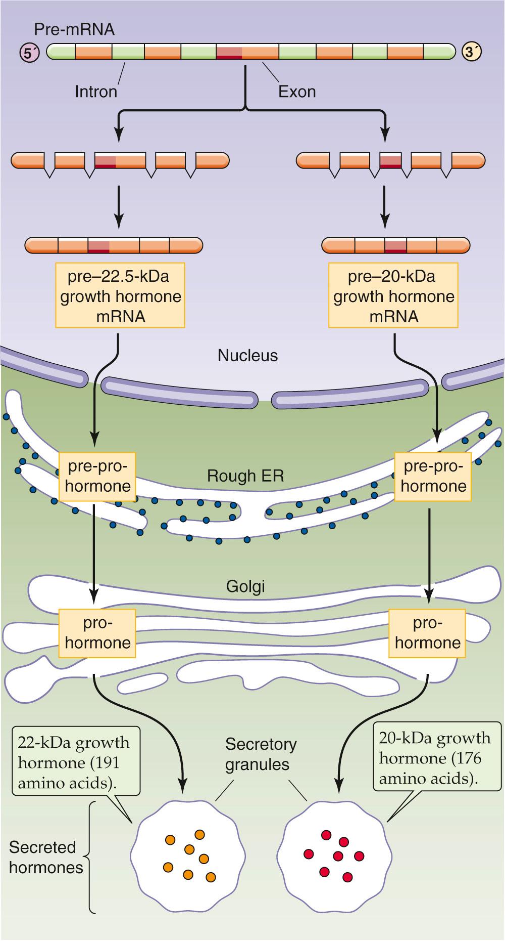 Figure 48-1, Synthesis of GH. Somatotrophic cells in the anterior pituitary are responsible for the synthesis of GH. The cell transcribes five exons to form GH mRNA for either the 22-kDa protein (191 amino acids) or the 20-kDa protein (176 amino acids). Alternative splicing in the third exon, which removes the RNA-encoding amino acids 32 to 46, is responsible for the two isoforms found in the pituitary. Both mRNAs have a signal sequence that causes them to be translated in the rough endoplasmic reticulum (ER) and enter the secretory pathway. Subsequent processing converts the two pre-pro-GHs first to the pro-GHs and then to the mature GHs. The cleavage of the pro sequence and disulfide-bond formation occur during transit through the Golgi bodies. The somatotroph stores mature GH in granules until GHRH stimulates the somatotroph to secrete the hormones. The 22-kDa version is the dominant form of GH.