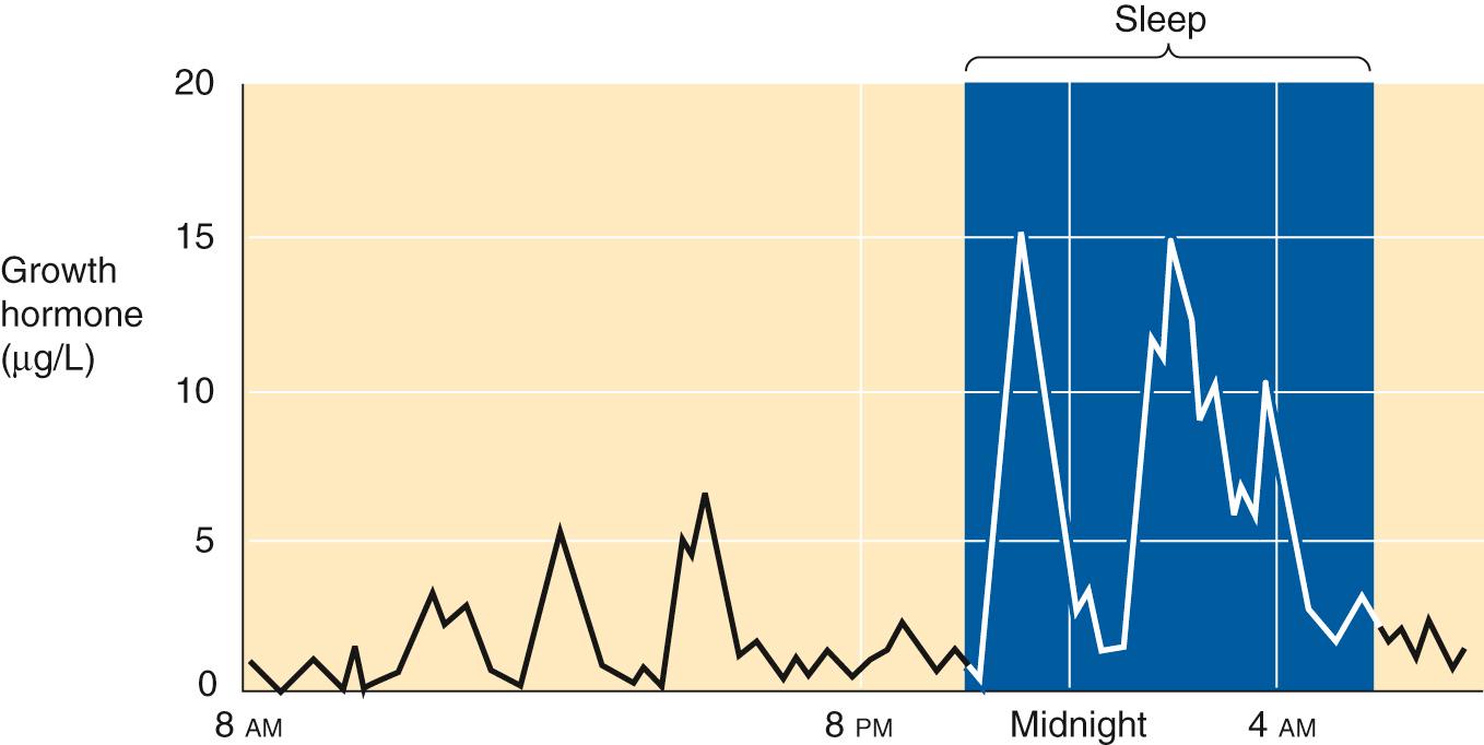 Figure 48-2, Bursts in plasma levels of GH, sampled in the blood plasma of a 23-year-old woman every 5 minutes over a 24-hour period. Each peak in the plasma GH concentration reflects bursts of hundreds of GH-secretory pulses by the somatotrophs of the anterior pituitary. These bursts are most common during the first few hours of sleep. The integrated amount of GH secreted each day is higher during pubertal growth than in younger children or in adults.