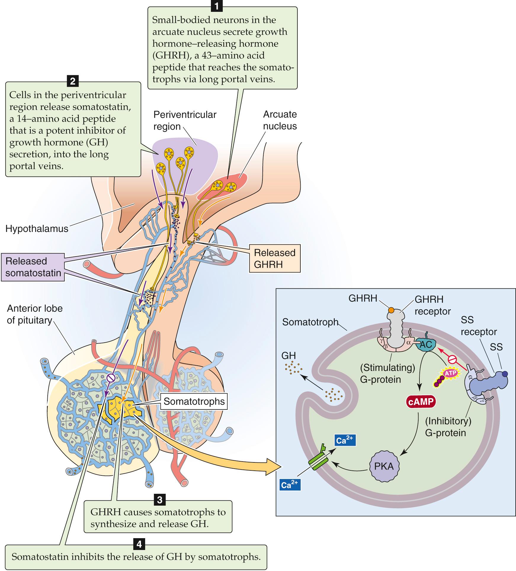 Figure 48-3, Synthesis and release of GHRH and SS, and the control of GH release. GHRH raises [cAMP] i and [Ca 2+ ] i in the somatotrophs and thereby stimulates release of GH stored in secretory granules. SS inhibits adenylyl cyclase (AC), lowers [Ca 2+ ] i , and thereby inhibits release of GH. PKA, protein kinase A.