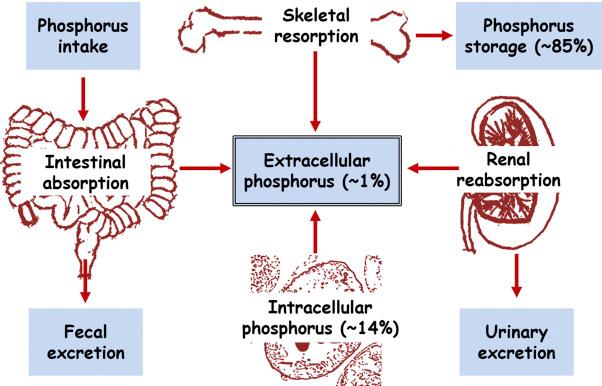 Figure 31.1, Total body phosphorus homeostasis is primarily maintained by a multiorgan cross-talk among parathyroid gland, intestine, kidney, and bone. Of clinical importance, since only 1% of total body phosphorus is extracellular, the serum phosphorus concentration does not truly reflect total body phosphorus content and is also a poor predictor of intracellular and storage phosphorus content. 19 120 127 133 135