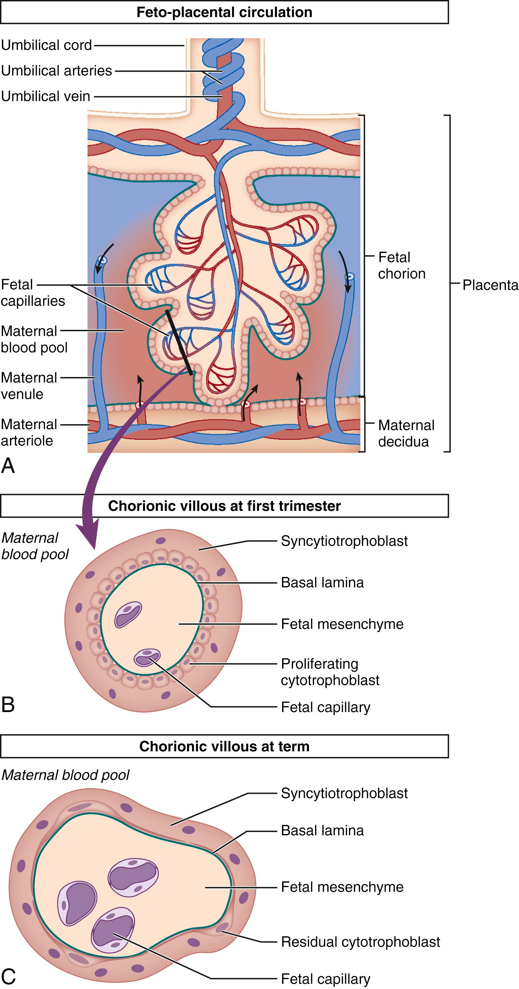 Fig. 11.1, Placental anatomy.