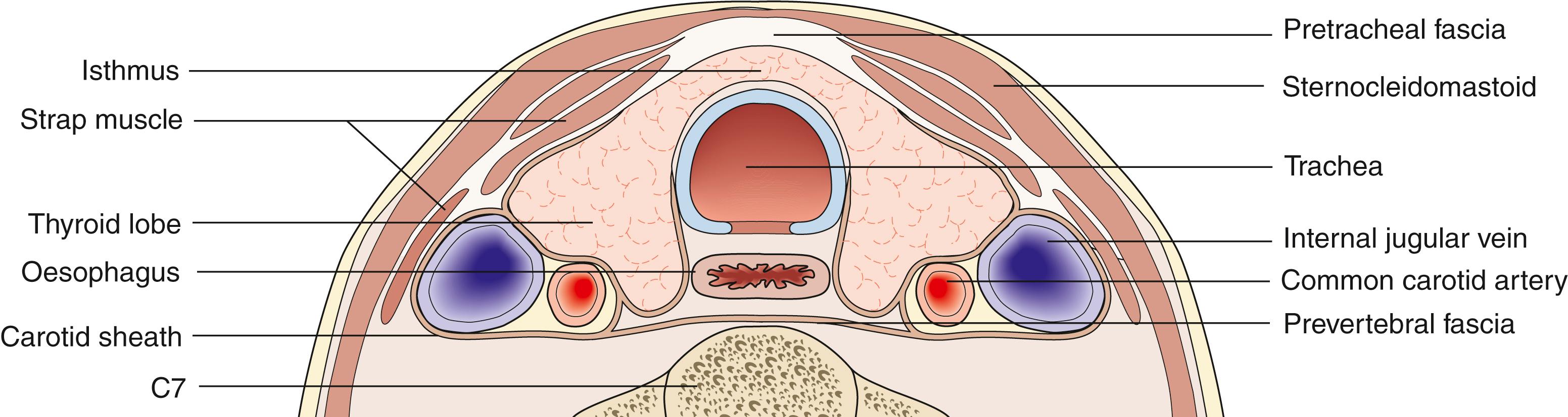 Fig. 21.2, Transverse section of the neck at the level of the seventh cervical vertebra to show the arrangement of the deep cervical fascia.