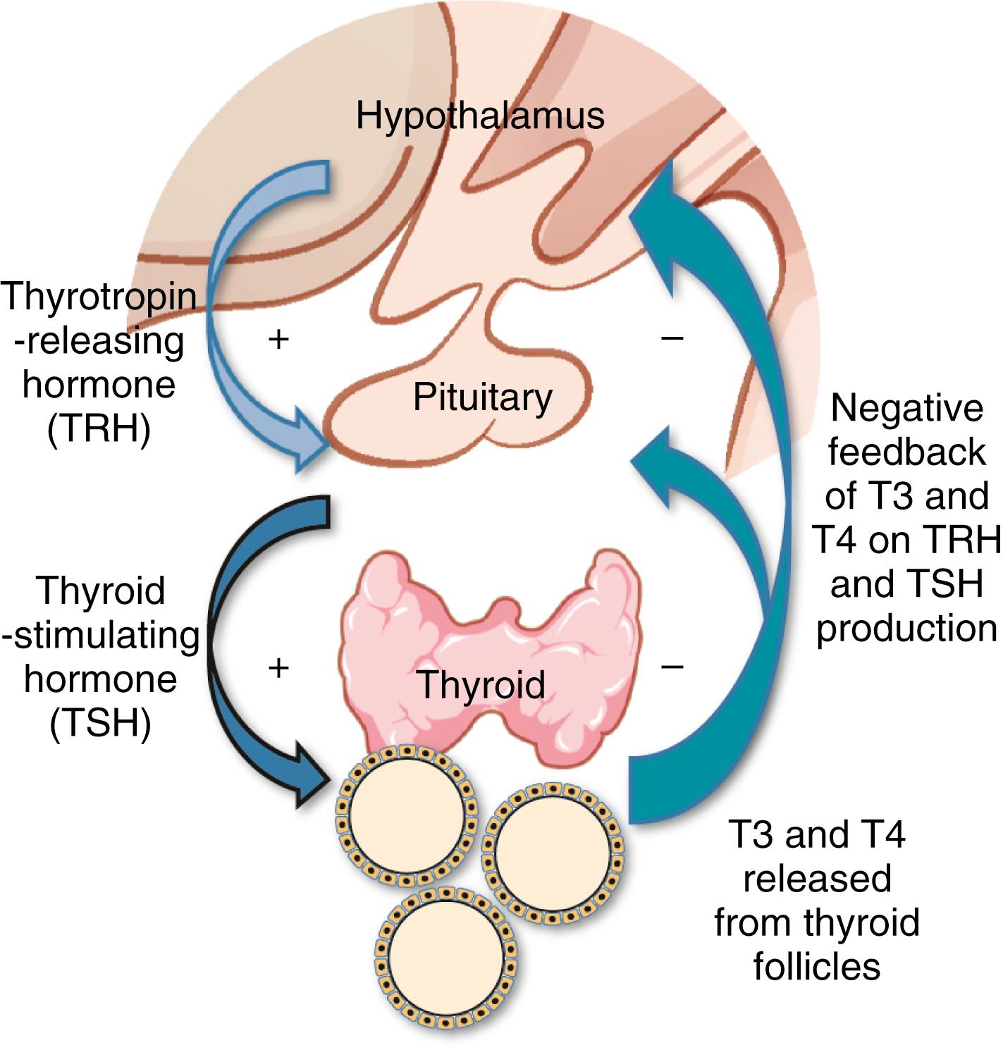 Fig. 21.3, Control of thyroid function.