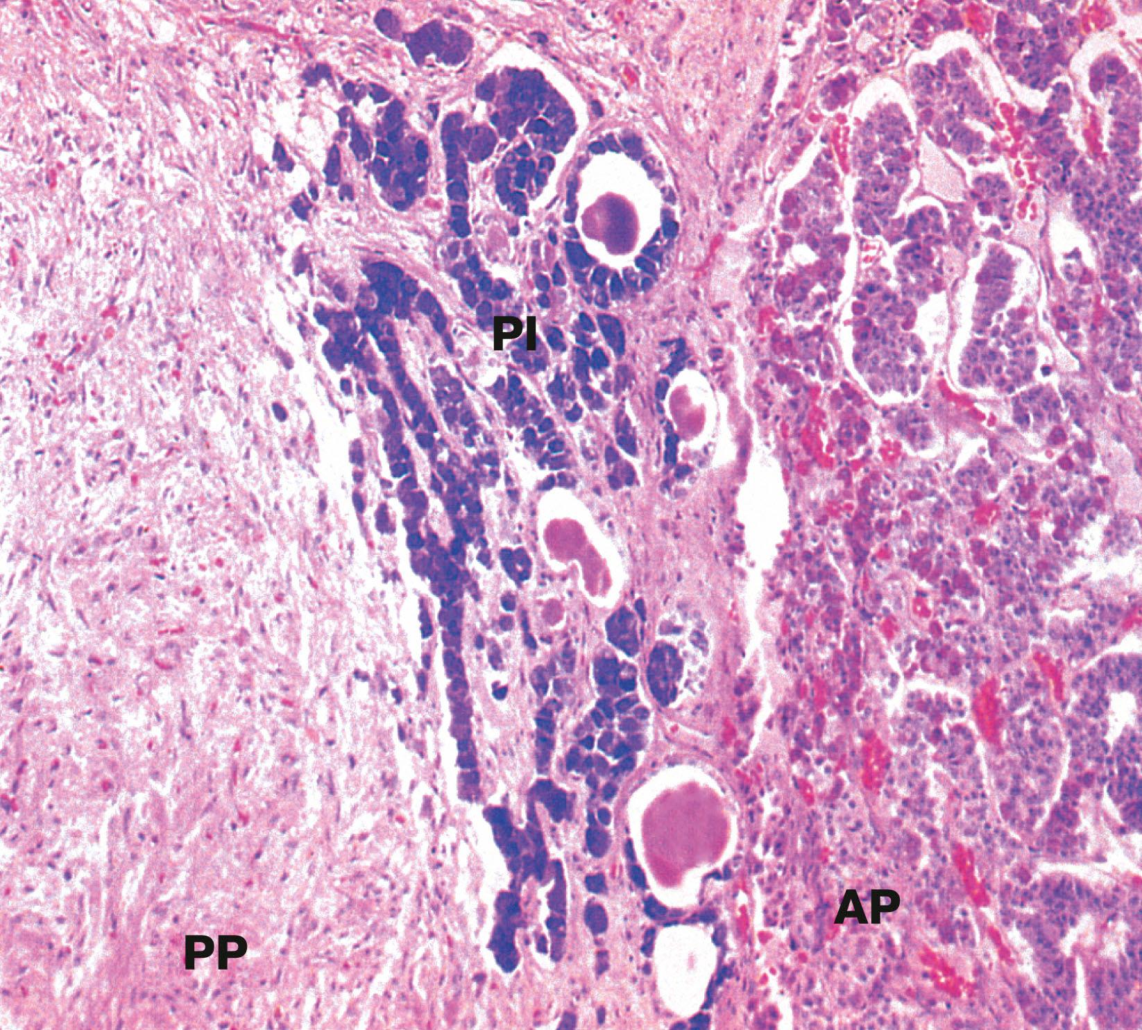 Fig. 17.4, Pituitary, pars intermedia Isamine blue/eosin (MP)