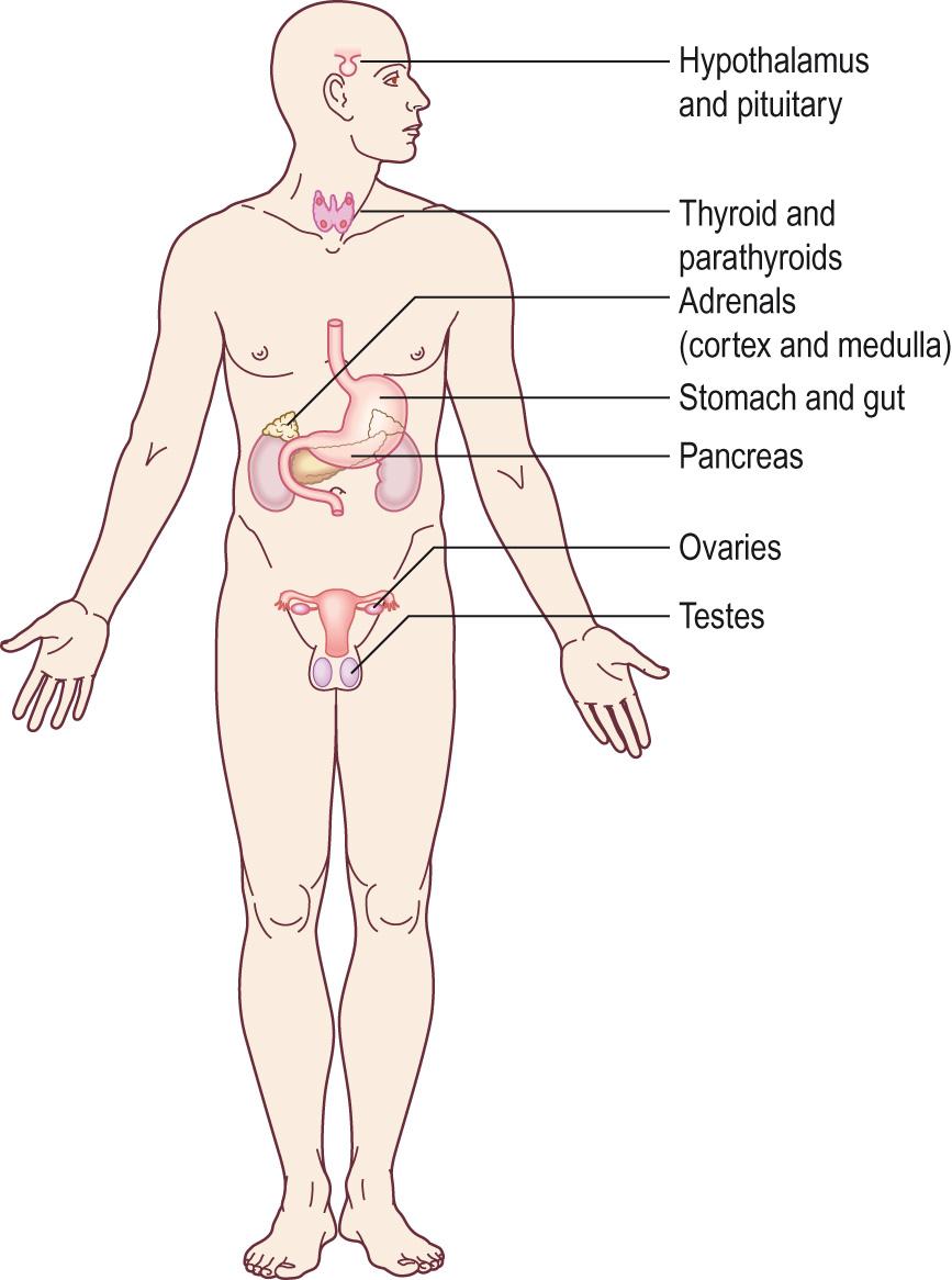 Fig. 10.1, Location of the human endocrine glands.