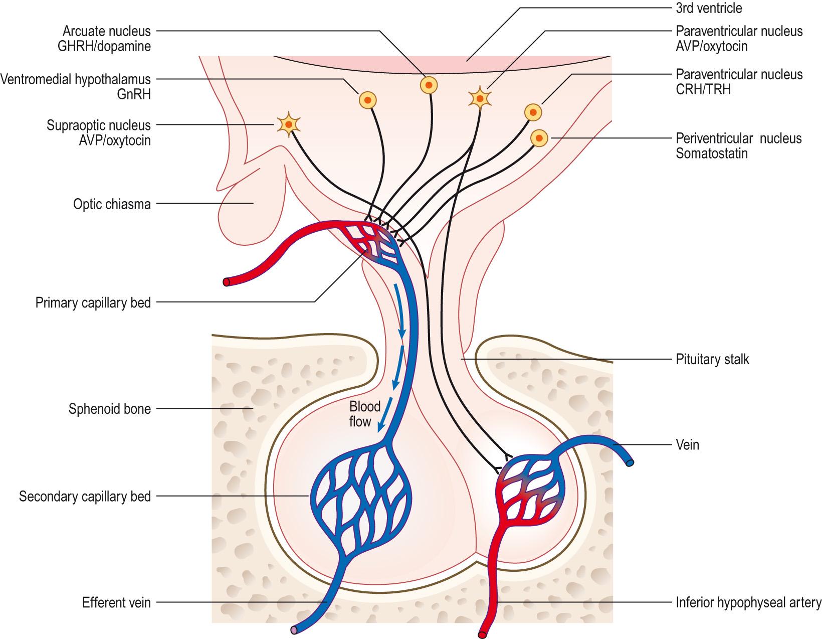 Fig. 10.11, Neural and vascular connections between the hypothalamus and the pituitary.