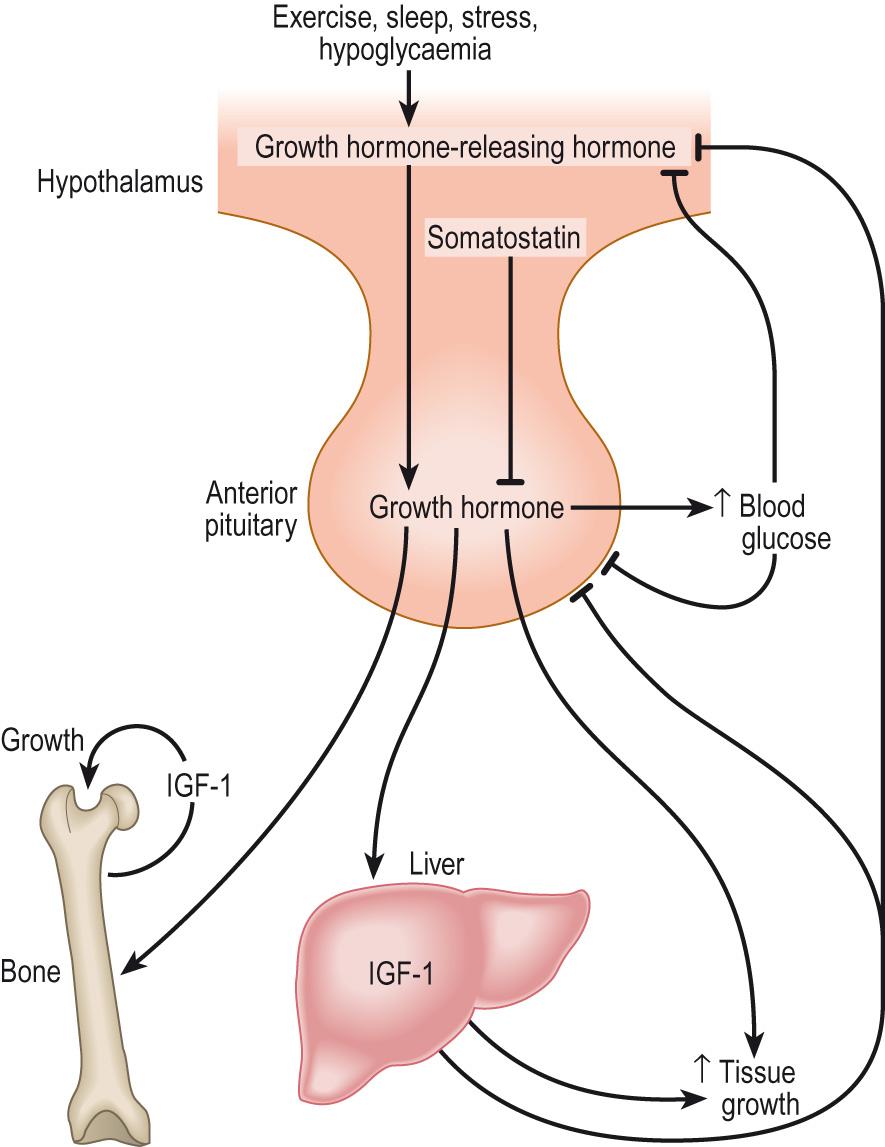 Fig. 10.14, Regulation of growth hormone secretion.