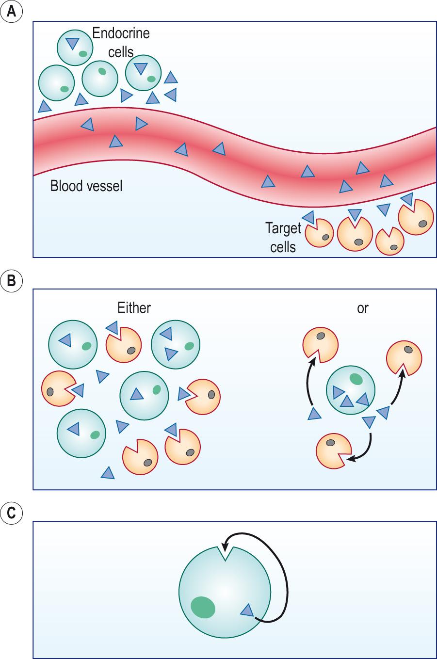 Fig. 10.2, Comparison of (A) endocrine, (B) paracrine and (C) autocrine regulation.