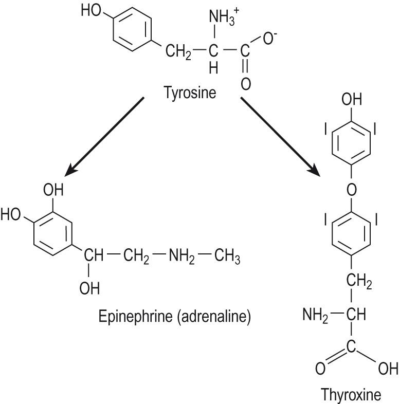 Fig. 10.5, Thyroid hormones and catecholamines are produced by the metabolism of tyrosine.