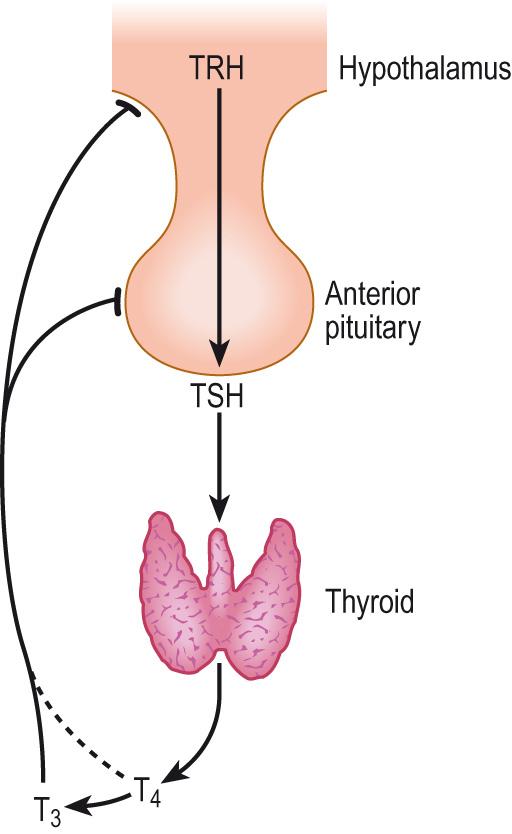 Fig. 10.7, The hypothalamic–pituitary–thyroid axis.