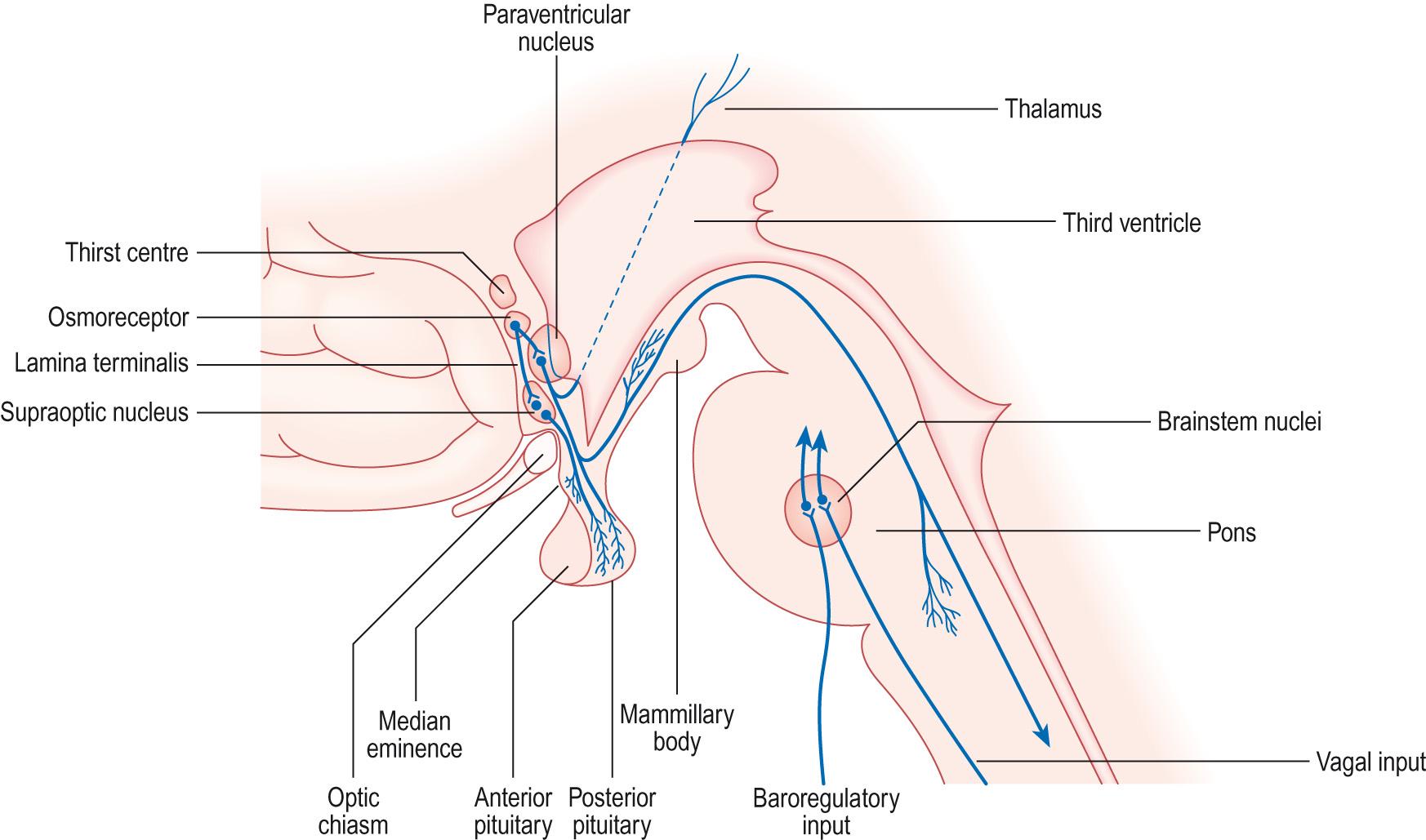 Fig. 10.10, Location of the hypothalamus and pituitary.