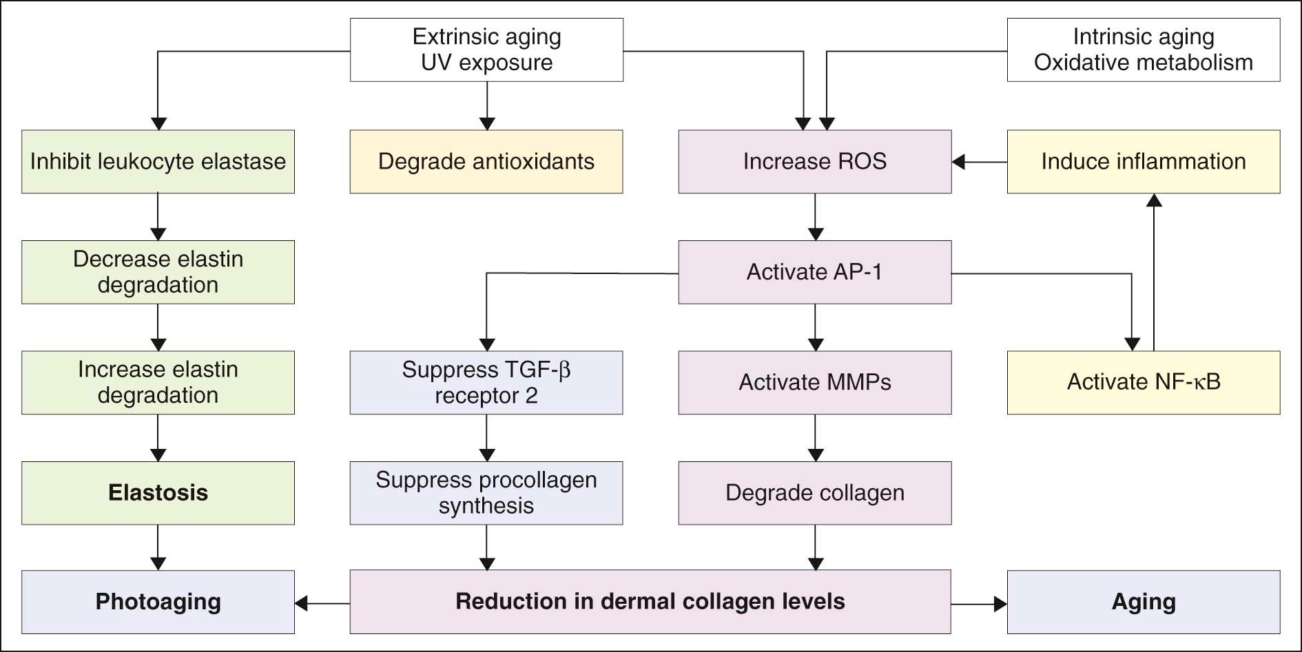 Figure 16.1, Biochemical pathways involved in intrinsic and extrinsic aging processes