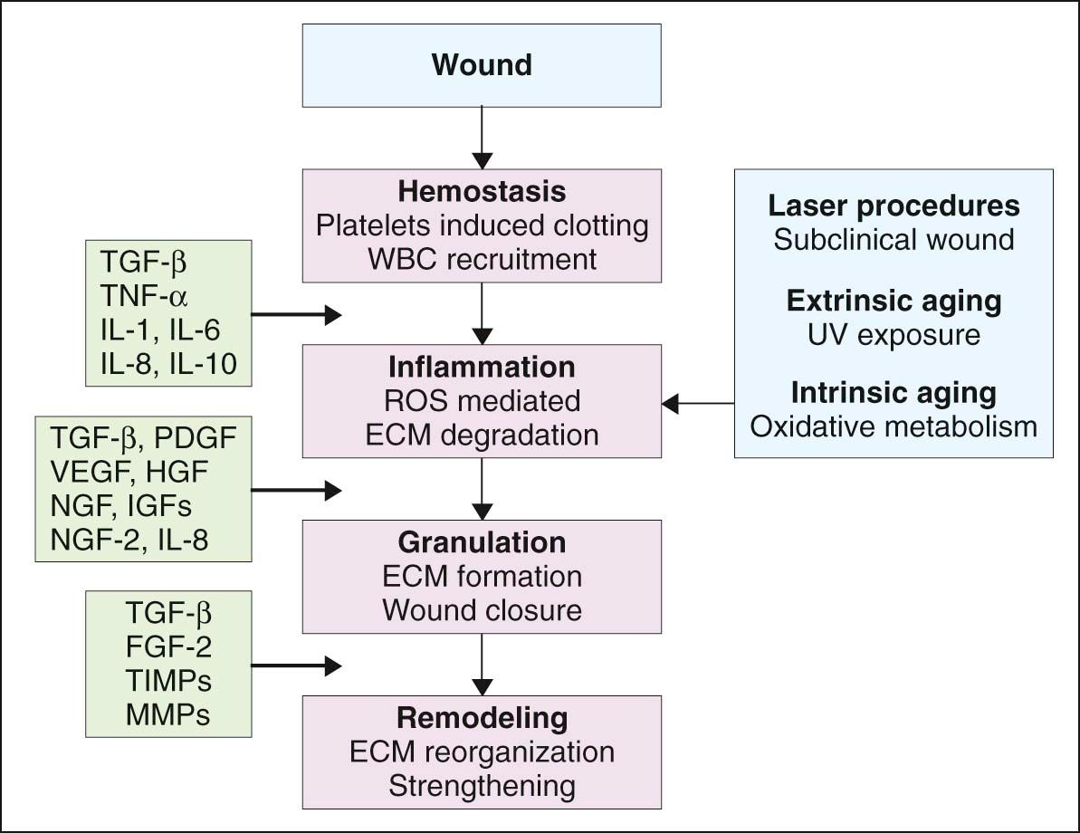 Figure 16.2, Phases of wound healing and role of growth factors