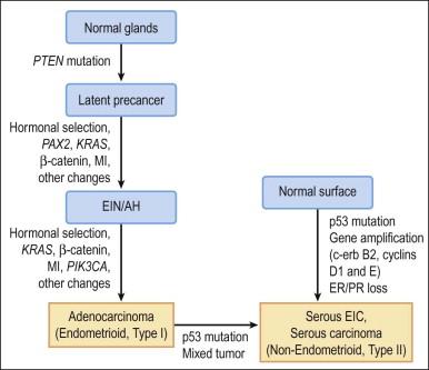 Figure 18.3, Molecular changes during endometrial carcinogenesis, by histologic type.